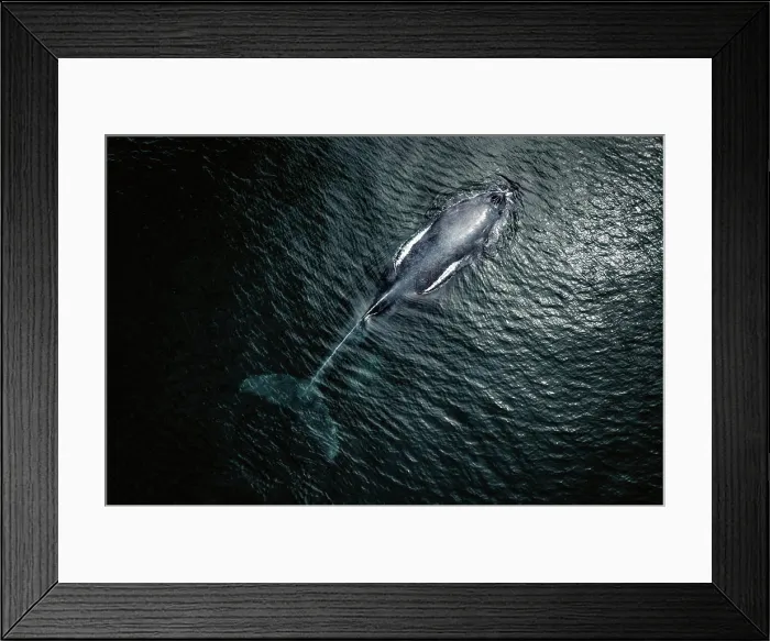 Framed Print : Aerial view of Gray Whale in Pacific ocean near Mexican shore, Baja California Sur, Mexico