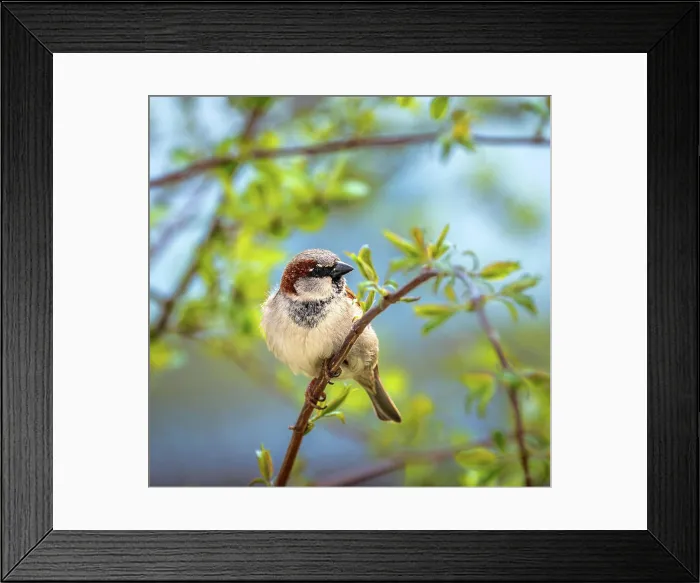 Framed Print : House sparrow bird sitting on a tree Closeup of a male house sparrow bird sitting on a tree Copyright: xZoonar Framed Print : House sparrow bird sitting on a tree Closeup of a male house sparrow bird sitting on a tree Copyright: xZoonar