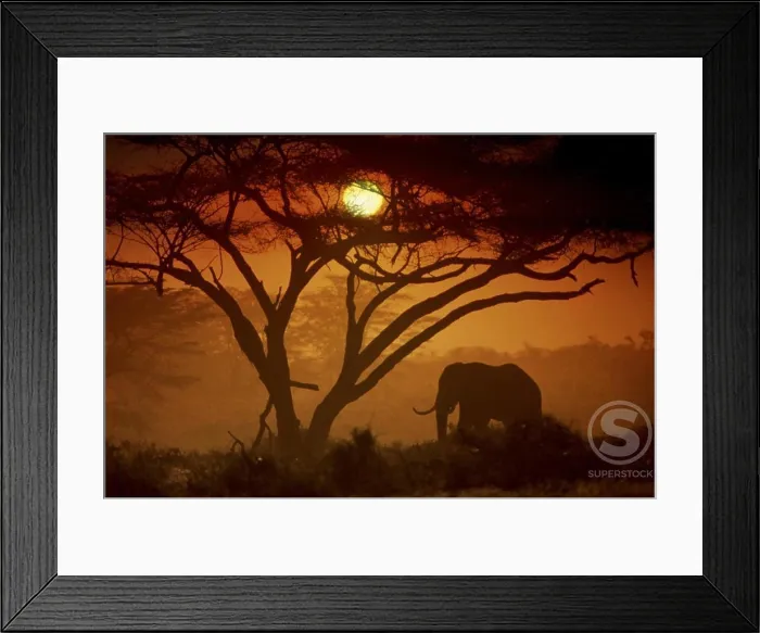 Framed Print : Silhouette of an Elephant, Amboseli National Park, Kenya Framed Print : Silhouette of an Elephant, Amboseli National Park, Kenya