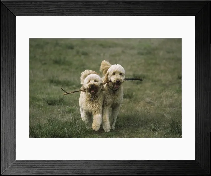 Framed Print : Two Goldendoodles carrying stick in teeth
