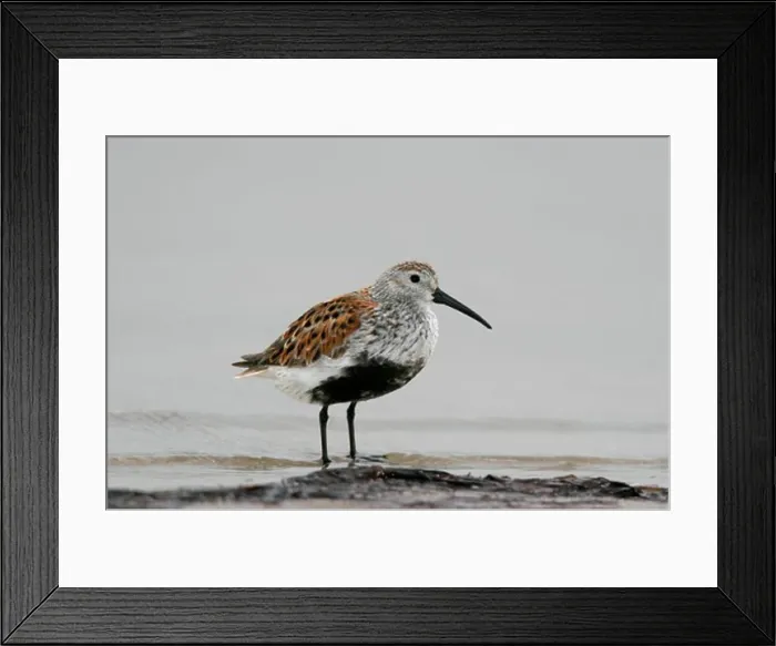 Framed Print : Dunlin Framed Print : Dunlin