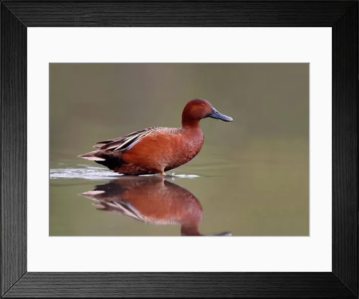 Framed Print : Male Cinnamon teal (Anas cyanoptera) wading in a pond Framed Print : Male Cinnamon teal (Anas cyanoptera) wading in a pond