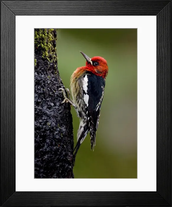 Framed Print : Red Breasted Sapsucker (Sphyrapicus ruber) perching on a tree trunk Framed Print : Red Breasted Sapsucker (Sphyrapicus ruber) perching on a tree trunk