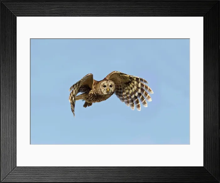 Framed Print : Barred owl (Strix varia) in flight Framed Print : Barred owl (Strix varia) in flight