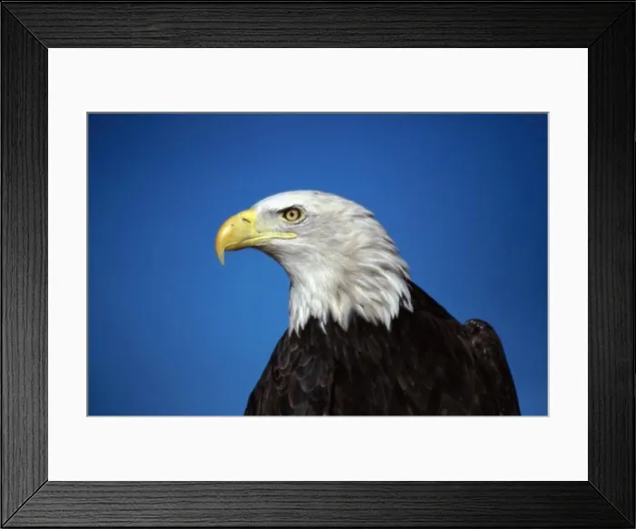 Framed Print : Close-up of a Bald Eagle Framed Print : Close-up of a Bald Eagle