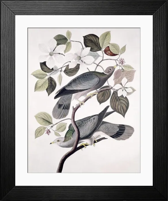 Framed Print : Band Tailed Pigeon - Male And Female, Audubon, John James (1785-1851 / American), Lithograph Framed Print : Band Tailed Pigeon - Male And Female, Audubon, John James (1785-1851 / American), Lithograph