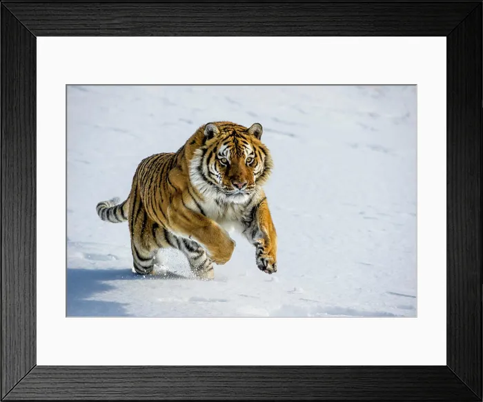 Framed Print : Captive Siberian Tiger, Panthera tigris altaica, Bozeman, Montana, USA
