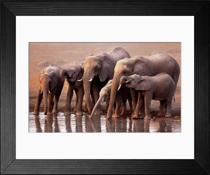 Framed Print : Elephants drinking Framed Print : Elephants drinking