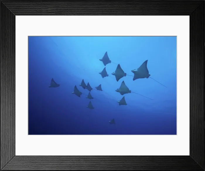 Framed Print : A school of spotted eagle rays (Aetobatus narinari) seen from below Framed Print : A school of spotted eagle rays (Aetobatus narinari) seen from below