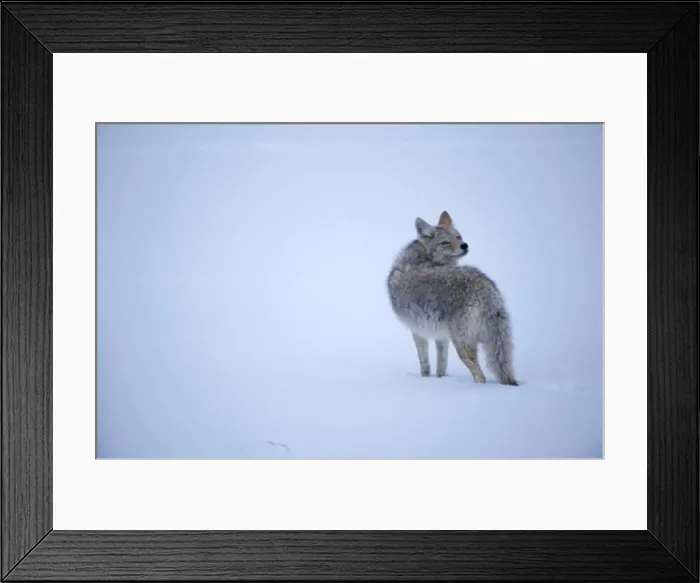 Framed Print : Coyote standing in the snow, Yellowstone National Park, Wyoming, USA