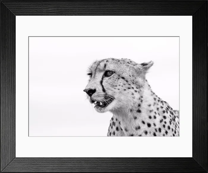 Framed Print : A cheetah's head, Acinonyx jubatus, looking away, ears back, mouth open, in black and white
