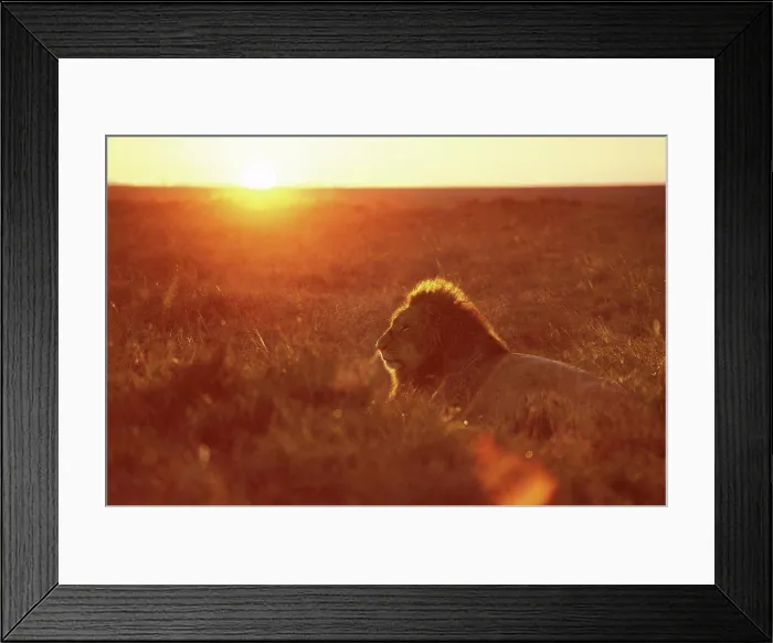 Framed Print : African lion at dawn, Masai Mara, Kenya Framed Print : African lion at dawn, Masai Mara, Kenya