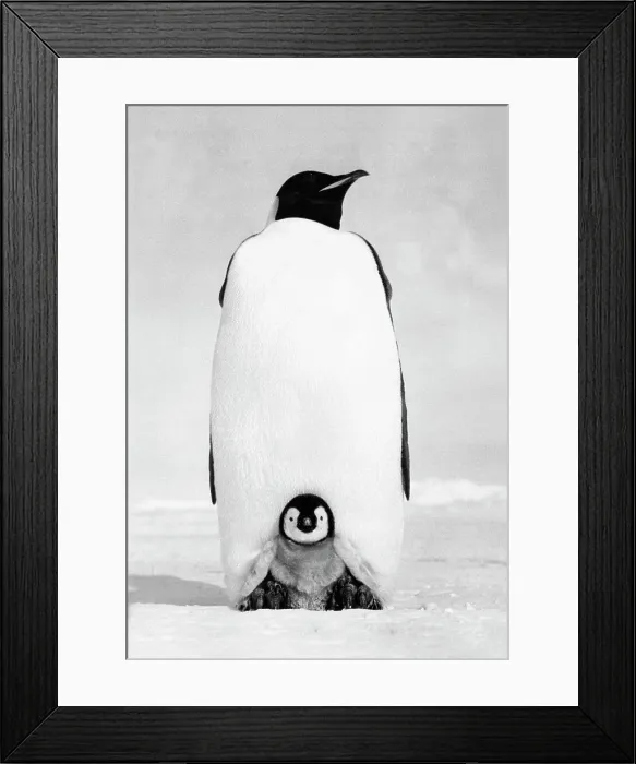 Framed Print : Emperor Penguin with its chick on snow (Aptenodytes forsteri) Framed Print : Emperor Penguin with its chick on snow (Aptenodytes forsteri)