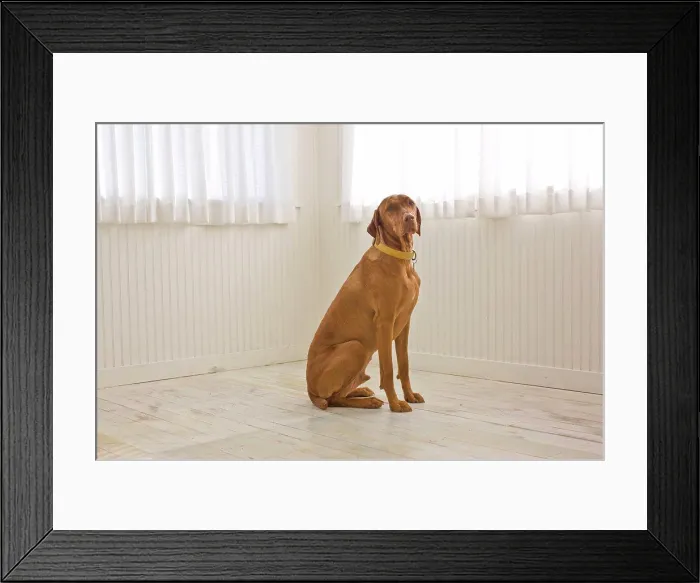 Framed Print : Portrait of a brown dog sitting inside a bare room