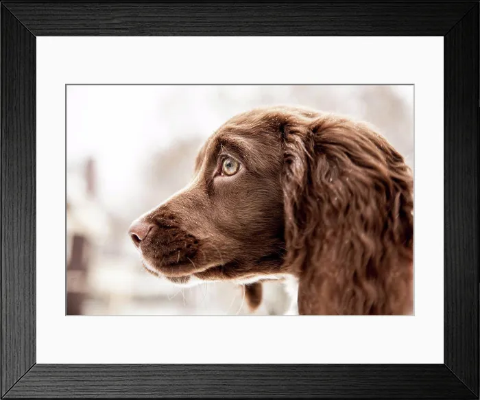 Framed Print : Springer spaniel puppy, headshot Framed Print : Springer spaniel puppy, headshot