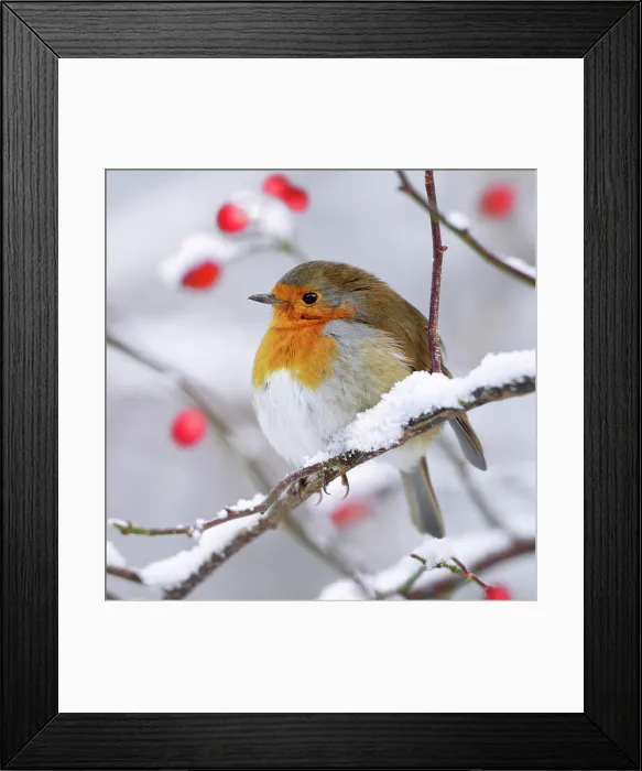 Framed Print : European Robin - In winter with snow (Erithacus rubecula). Cleveland - UK. Digitally manipulated image Framed Print : European Robin - In winter with snow (Erithacus rubecula). Cleveland - UK. Digitally manipulated image