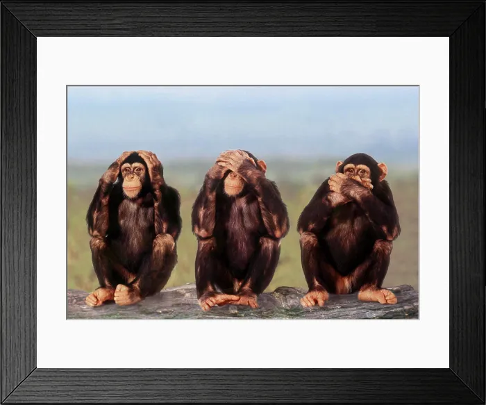Framed Print : savanna chimpanzee, pan troglodytes Framed Print : savanna chimpanzee, pan troglodytes