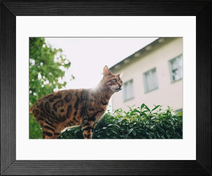 Framed Print : Low angle view of cat standing by plants on sunny day Framed Print : Low angle view of cat standing by plants on sunny day