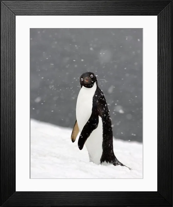 Framed Print : Adelie Penguin in Falling Snow Framed Print : Adelie Penguin in Falling Snow