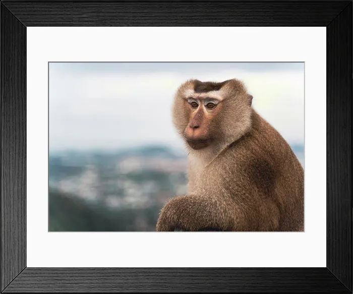 Framed Print : beautiful pig-tailed macaque (Macaca nemestrina) in Thai forest Framed Print : beautiful pig-tailed macaque (Macaca nemestrina) in Thai forest