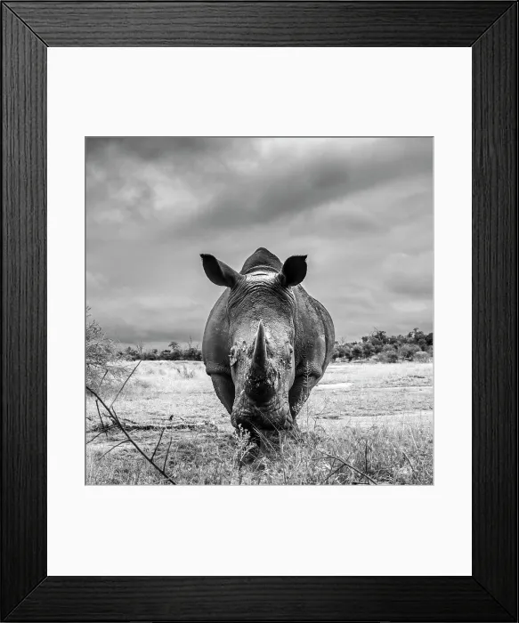 Framed Print : Southern white rhinoceros (Ceratotherium simum simum) wide angle front view in Hlane royal National park, Swaziland