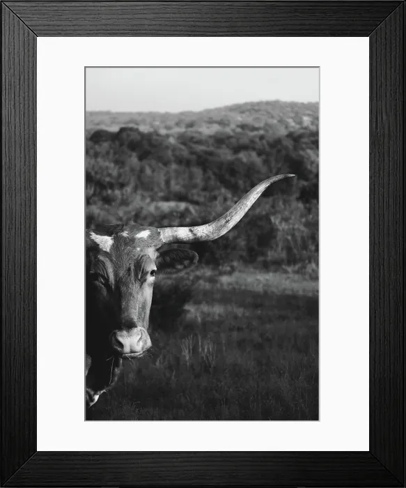 Framed Print : Black and white Texas Longhorn portrait with hills and landscape in background of cow
