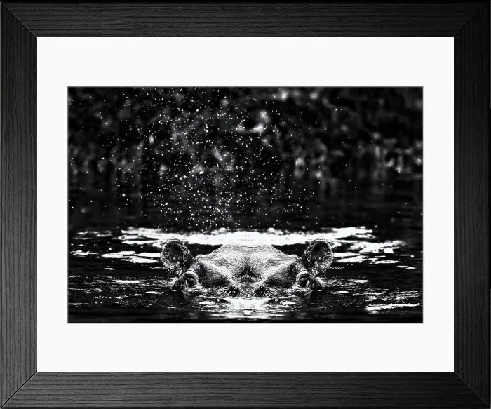 Framed Print : A hippopotamus swimming with just head and ears above water in he Kazinga Channel in Uganda Framed Print : A hippopotamus swimming with just head and ears above water in he Kazinga Channel in Uganda