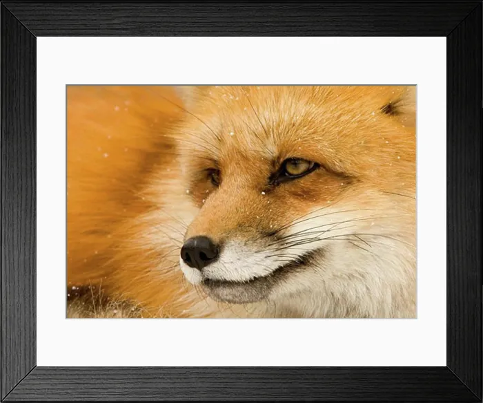Framed Print : Close-up of a Red fox (Vulpes vulpes) Framed Print : Close-up of a Red fox (Vulpes vulpes)