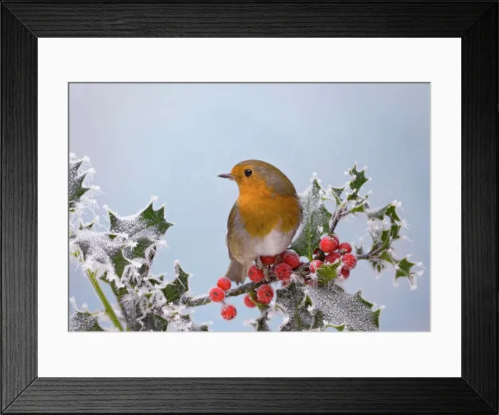Framed Print : Robin - on frosted holly (Erithacus rubecula). Bedfordshire UK Framed Print : Robin - on frosted holly (Erithacus rubecula). Bedfordshire UK