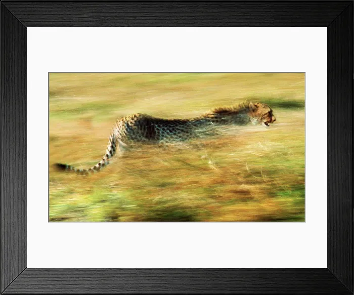 Framed Print : Running cheetah, Masai Mara, Kenya Framed Print : Running cheetah, Masai Mara, Kenya
