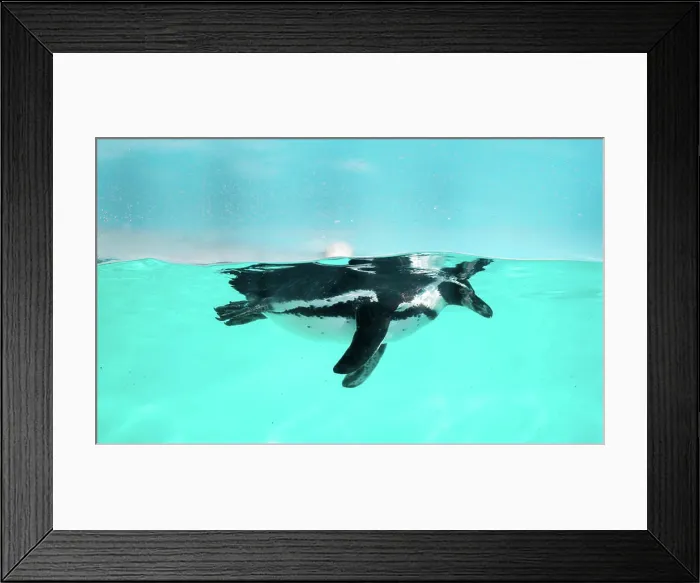 Framed Print : Der Pinguin schwimmt unter Wasser im Meer