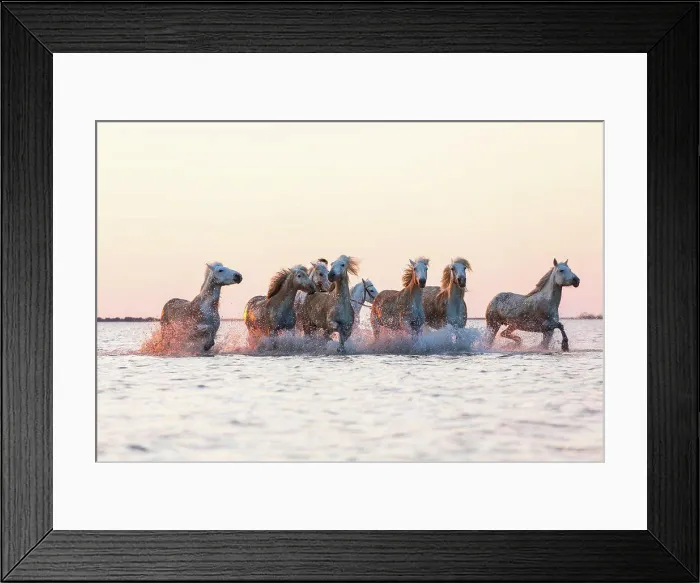 Framed Print : White horses running through water, The Camargue, France