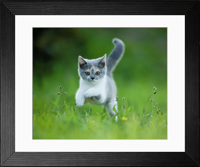 Framed Print : British Shorthair. Kitten leaping in grass. Germany Framed Print : British Shorthair. Kitten leaping in grass. Germany