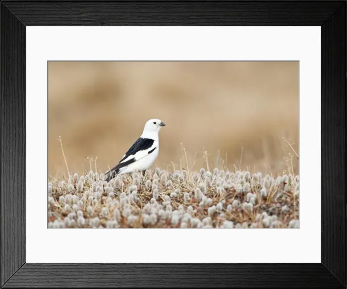 Framed Print : Snow Bunting (Plectrophenax nivalis) on field of dwarf willow (Salix herbacea) Framed Print : Snow Bunting (Plectrophenax nivalis) on field of dwarf willow (Salix herbacea)