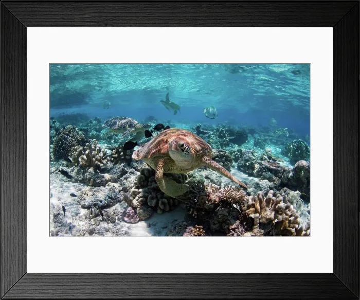 Framed Print : Sea Turtles Swimming Over Reef