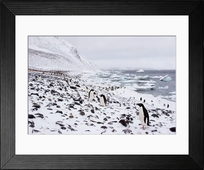 Framed Print : Colony of Adelie penguins (Pygoscelis adeliae) standing on snow covered beach, Antarctica Framed Print : Colony of Adelie penguins (Pygoscelis adeliae) standing on snow covered beach, Antarctica