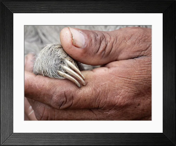 Framed Print : Baby brown-throated sloth, Bradypus variegatus, San Francisco, Amazon Basin, Loreto, Peru