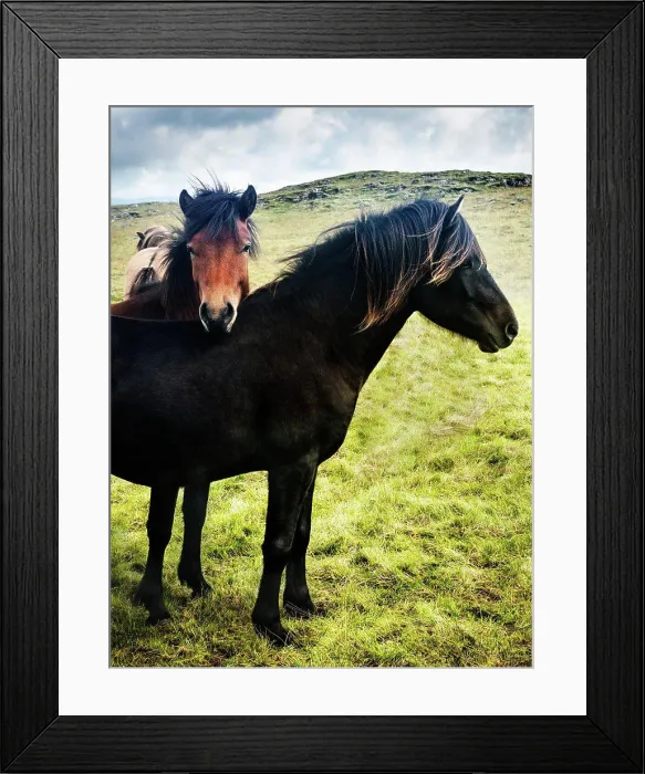 Framed Print : Wild horses in Southwest Iceland, Scandinavia, Europe Framed Print : Wild horses in Southwest Iceland, Scandinavia, Europe