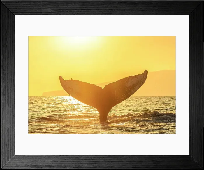 Framed Print : Whale tale, Humpback Whale (Megaptera novaeangliae) lifts its fluke at sunset, Maui, Hawaii Framed Print : Whale tale, Humpback Whale (Megaptera novaeangliae) lifts its fluke at sunset, Maui, Hawaii