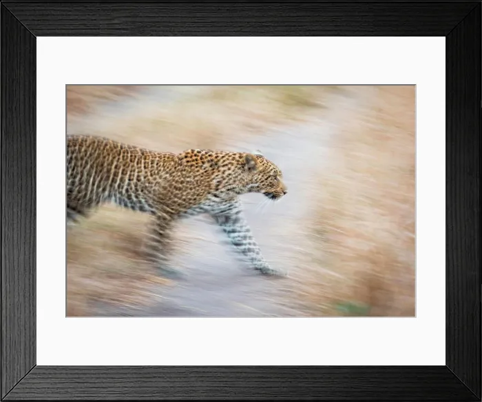 Framed Print : A leopard, Panthera Pardus, walks, looking away, ears back, motion blur Framed Print : A leopard, Panthera Pardus, walks, looking away, ears back, motion blur