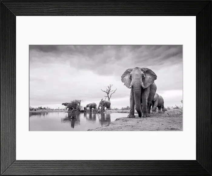 Framed Print : Herd of elephant, Loxodonta Africana, stand around a waterhole