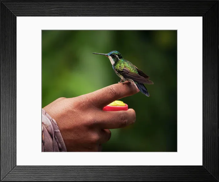 Framed Print : White-throated Mountain-gem (Lampornis castaneoventris), male, Panama Framed Print : White-throated Mountain-gem (Lampornis castaneoventris), male, Panama