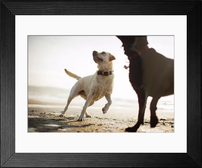 Framed Print : Dogs playing on a beach
