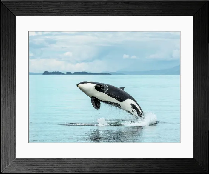 Framed Print : A killer whale, or orca, breaches in the waters of Icy Strait, Alaska