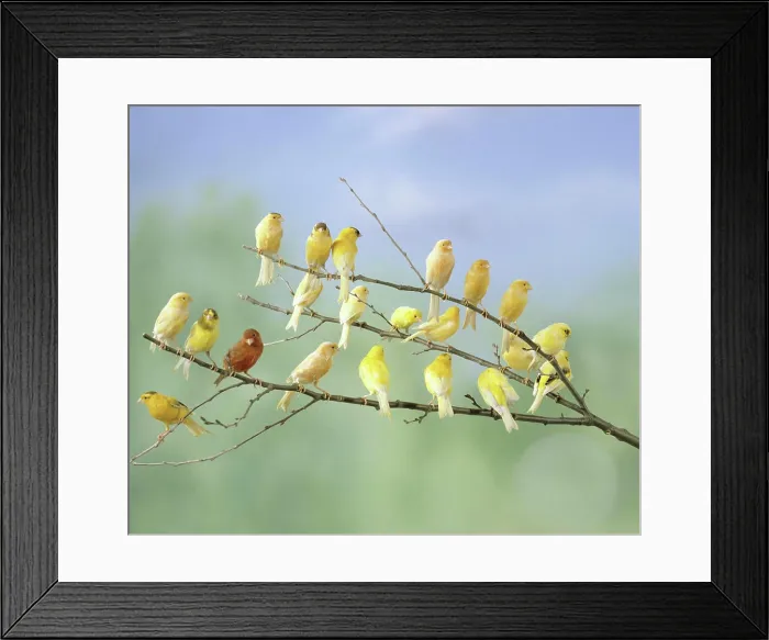 Framed Print : many Canaries sitting on branch Framed Print : many Canaries sitting on branch