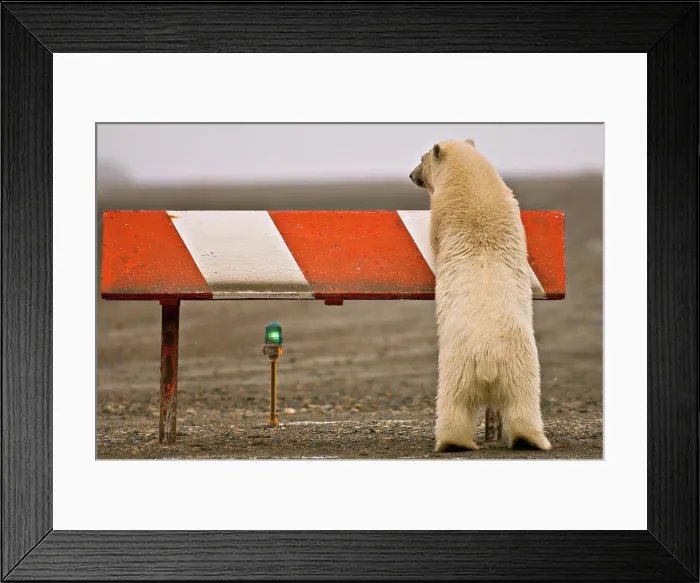 Framed Print : Polar Bear Cub Playing on a Airport Runway Marker Framed Print : Polar Bear Cub Playing on a Airport Runway Marker