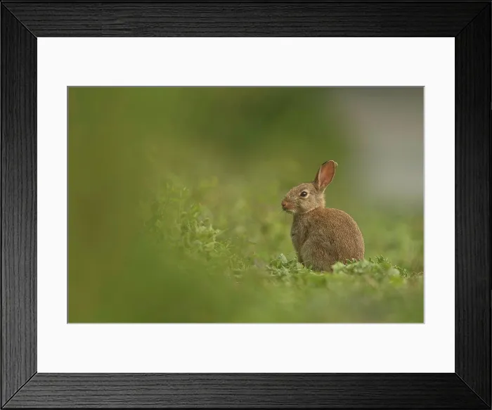 Framed Print : European Rabbit, Adult. Isolated background alert position, field path Norfolk UK Framed Print : European Rabbit, Adult. Isolated background alert position, field path Norfolk UK