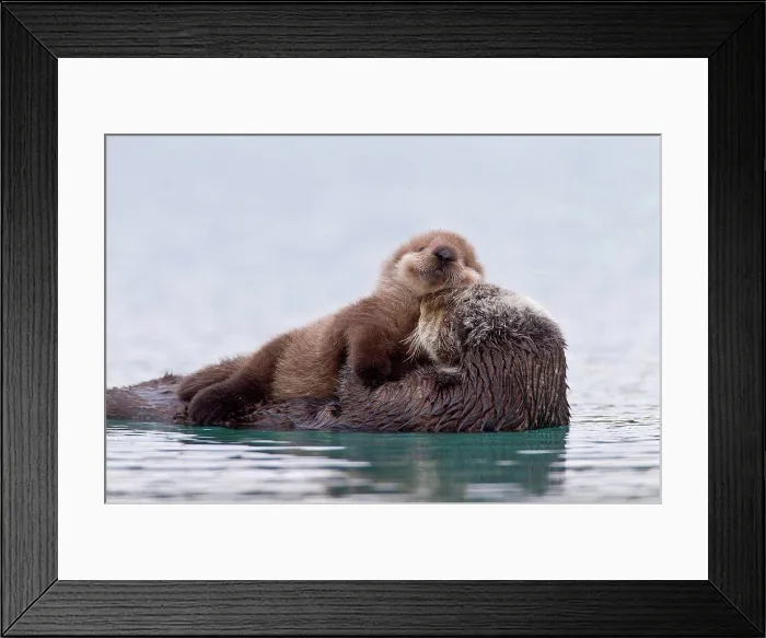 Framed Print : Female Sea otter with newborn pup riding on her stomach, Prince William Sound, Southcentral Alaska, Winter Framed Print : Female Sea otter with newborn pup riding on her stomach, Prince William Sound, Southcentral Alaska, Winter