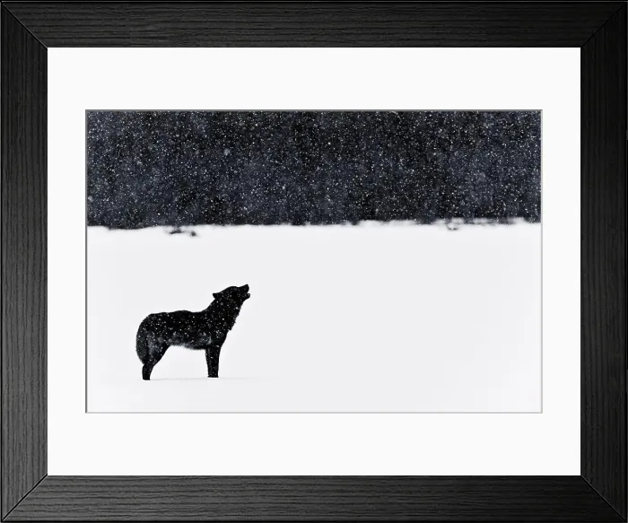 Framed Print : This wolf was nicknamed Romeo. His mate was struck by a vehicle several years ago Framed Print : This wolf was nicknamed Romeo. His mate was struck by a vehicle several years ago