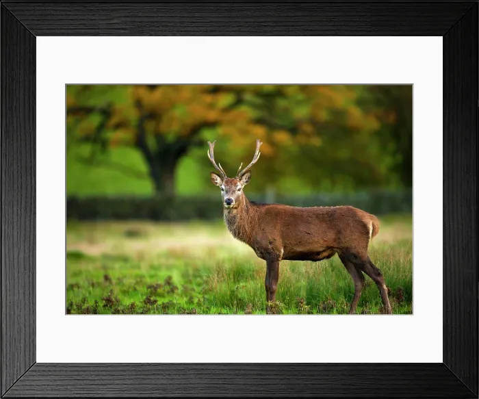 Framed Print : England, Leicestershire, Bradgate Park Framed Print : England, Leicestershire, Bradgate Park
